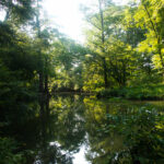 Stefan Diamante The Legend Of The Legend Of Boggy Creek