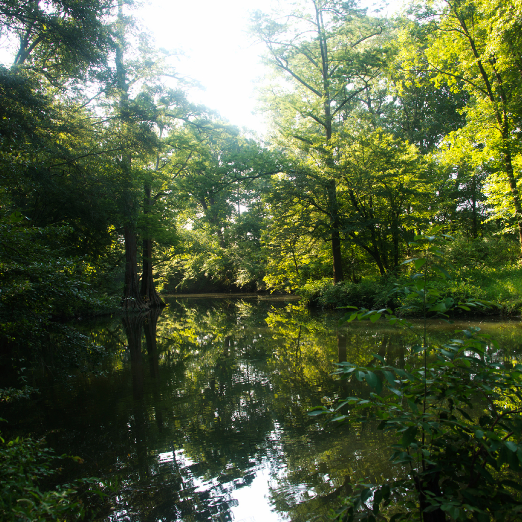The Legend Of The Legend Of Boggy Creek